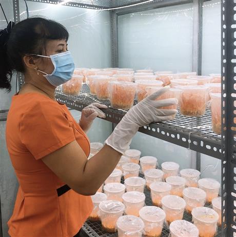 Techmart Công nghệ sau thu hoạch trực tuyến 2021: Công nghệ nuôi trồng nấm đông trùng hạ thảo theo hướng hữu cơ của Nana Farm